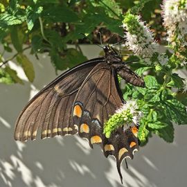 Biodiversity Questions in School Gardens